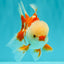 A Grade Red White Oranda Male 5.5 inches #071726OR_30