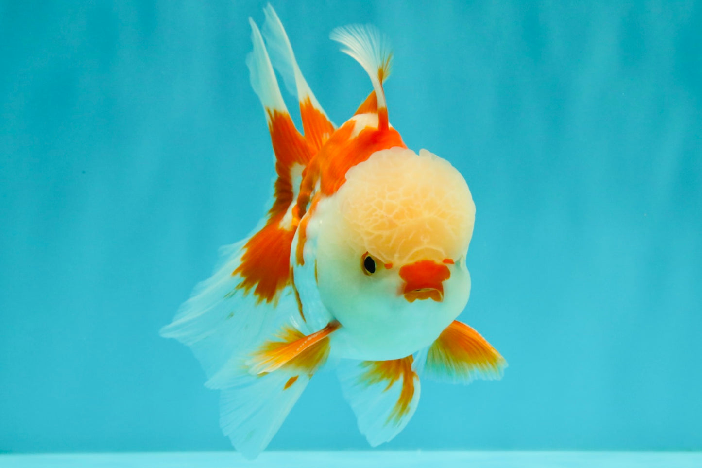 A Grade Red White Oranda Male 5.5 inches #071726OR_30