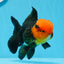 AAA Grade Red Head Tricolor Oranda Male 5 inches #0913OR_03