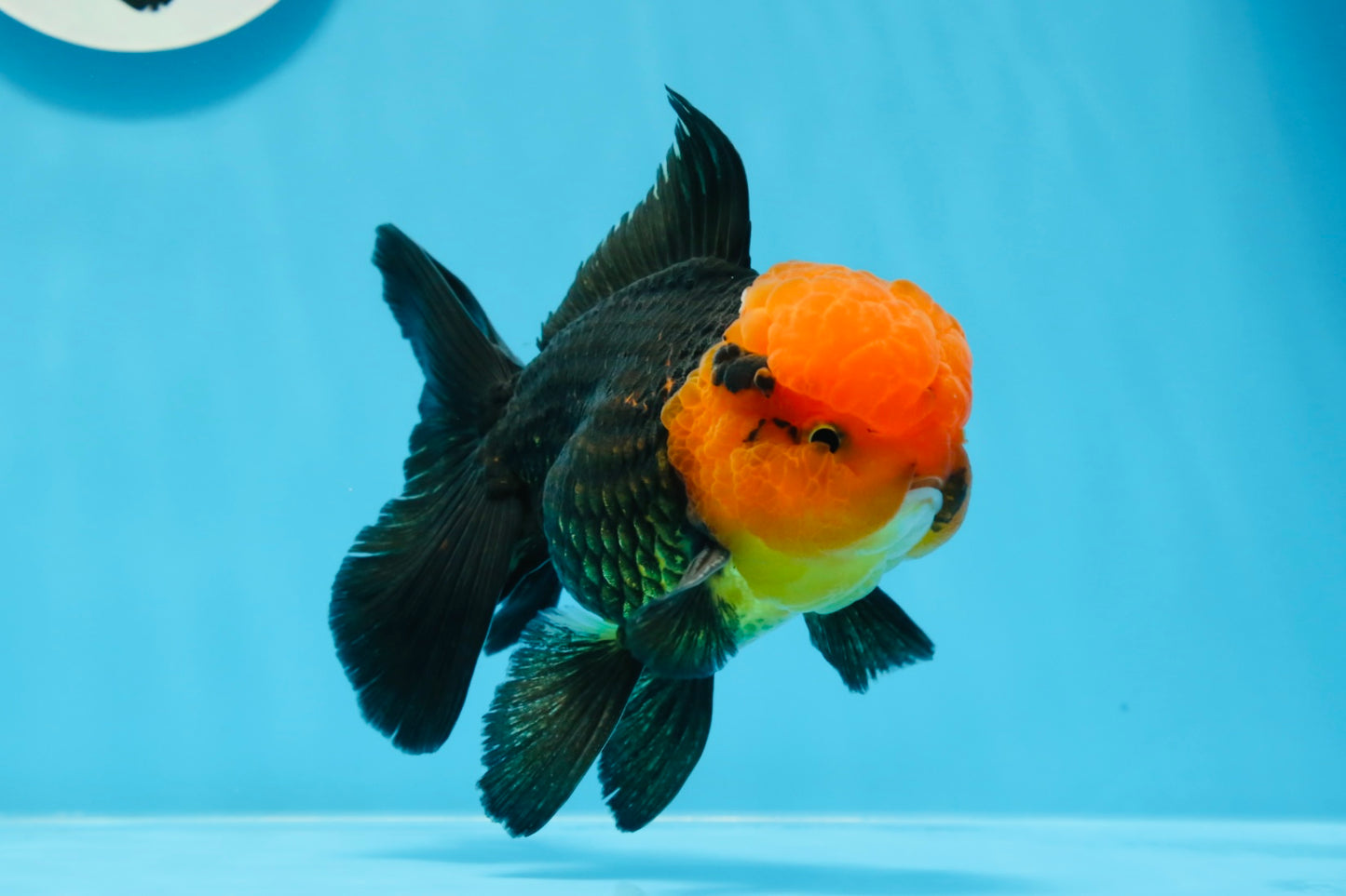 AAA Grade Red Head Tricolor Oranda Male 5 inches #0913OR_03