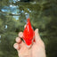 SPECIAL AAA Grade Red White Ryukin Female 4 inches #050126RK_02