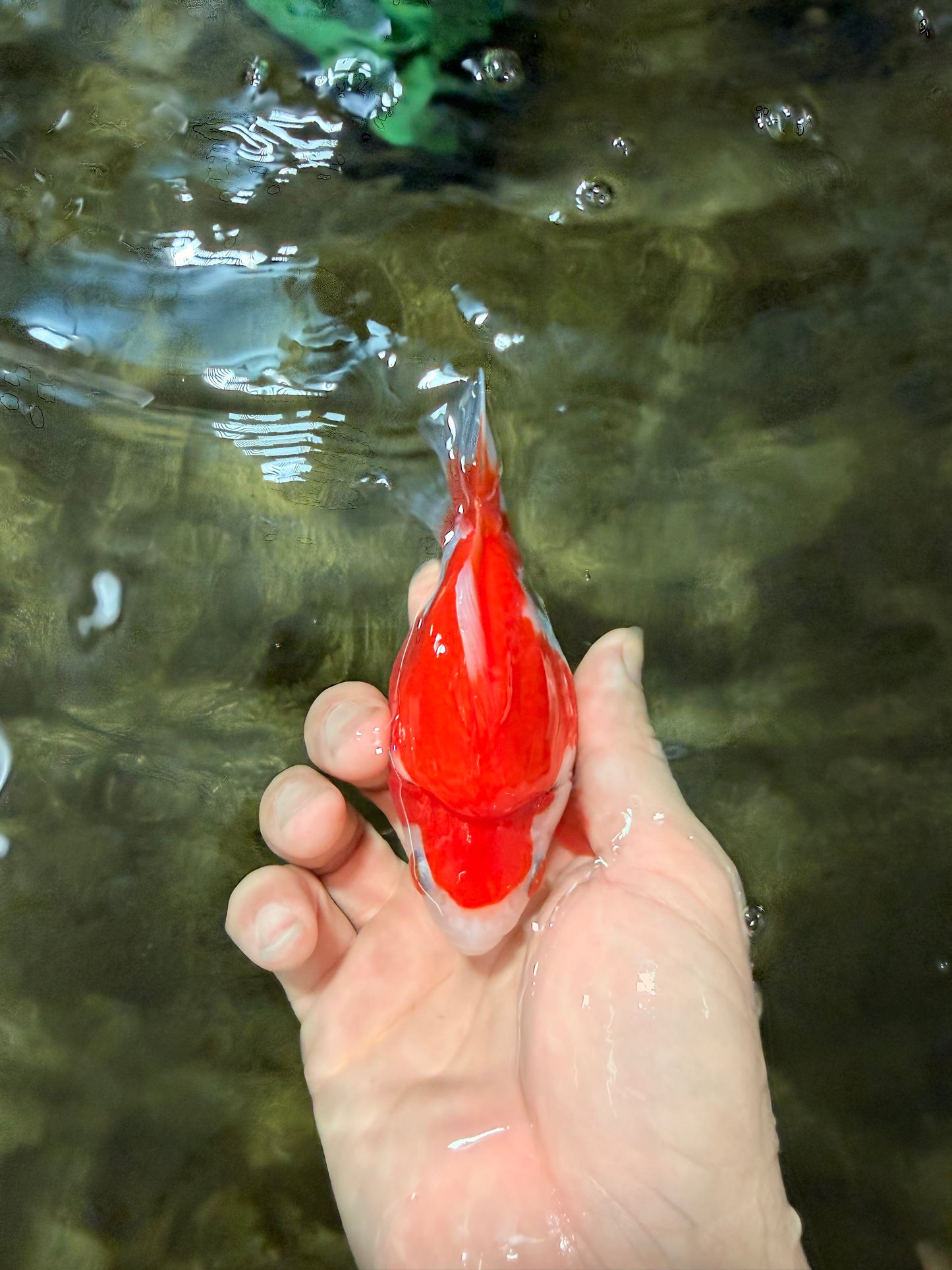 SPECIAL AAA Grade Red White Ryukin Female 4 inches #050126RK_02