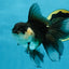 Panda Oranda Female 5.5 inches #100325OR_17