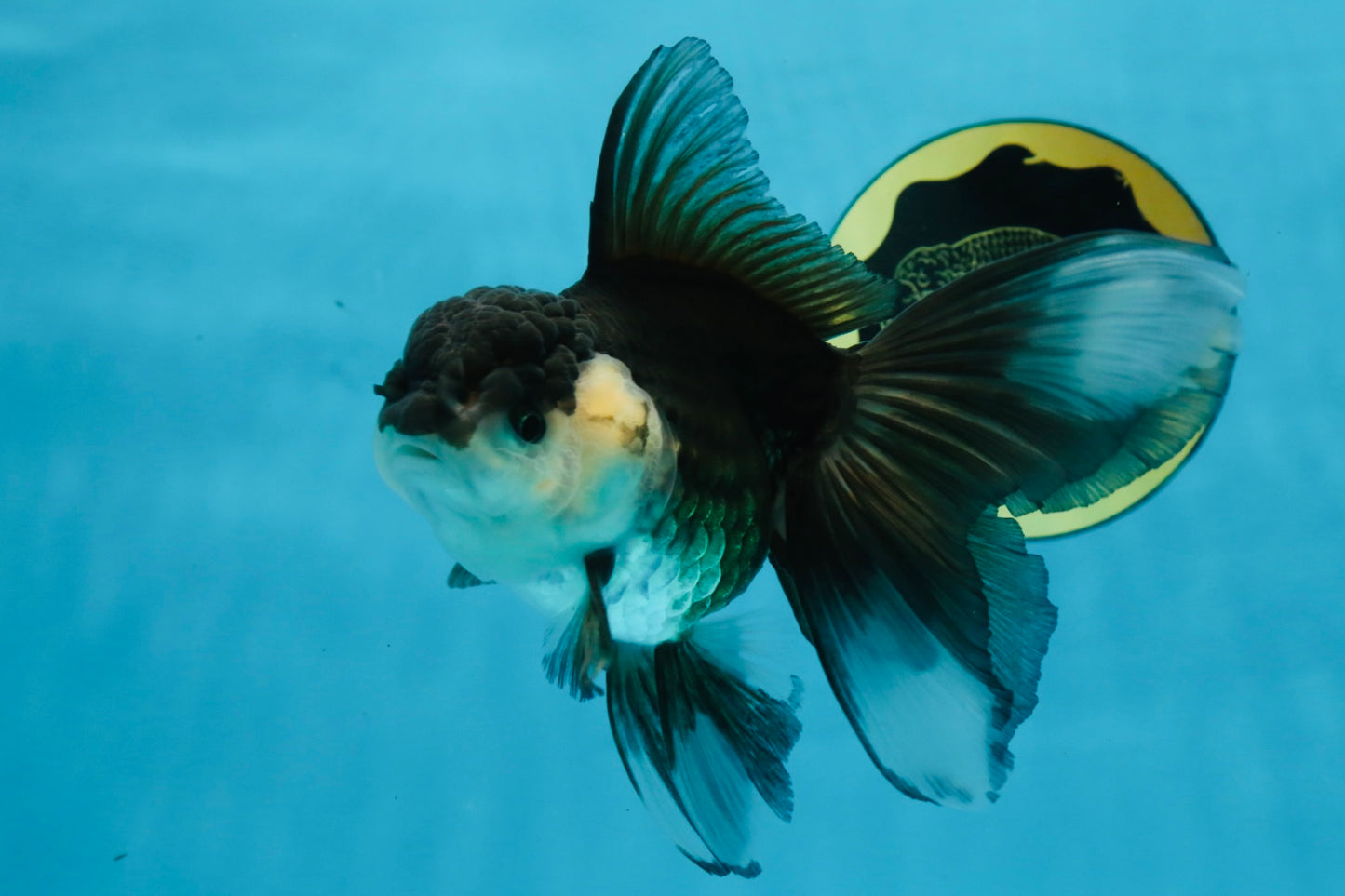 Panda Oranda Female 5.5 inches #100325OR_17