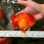 A Grade Strong Body Structure Red White Oranda Male 5-5.5 inches #062626OR_27