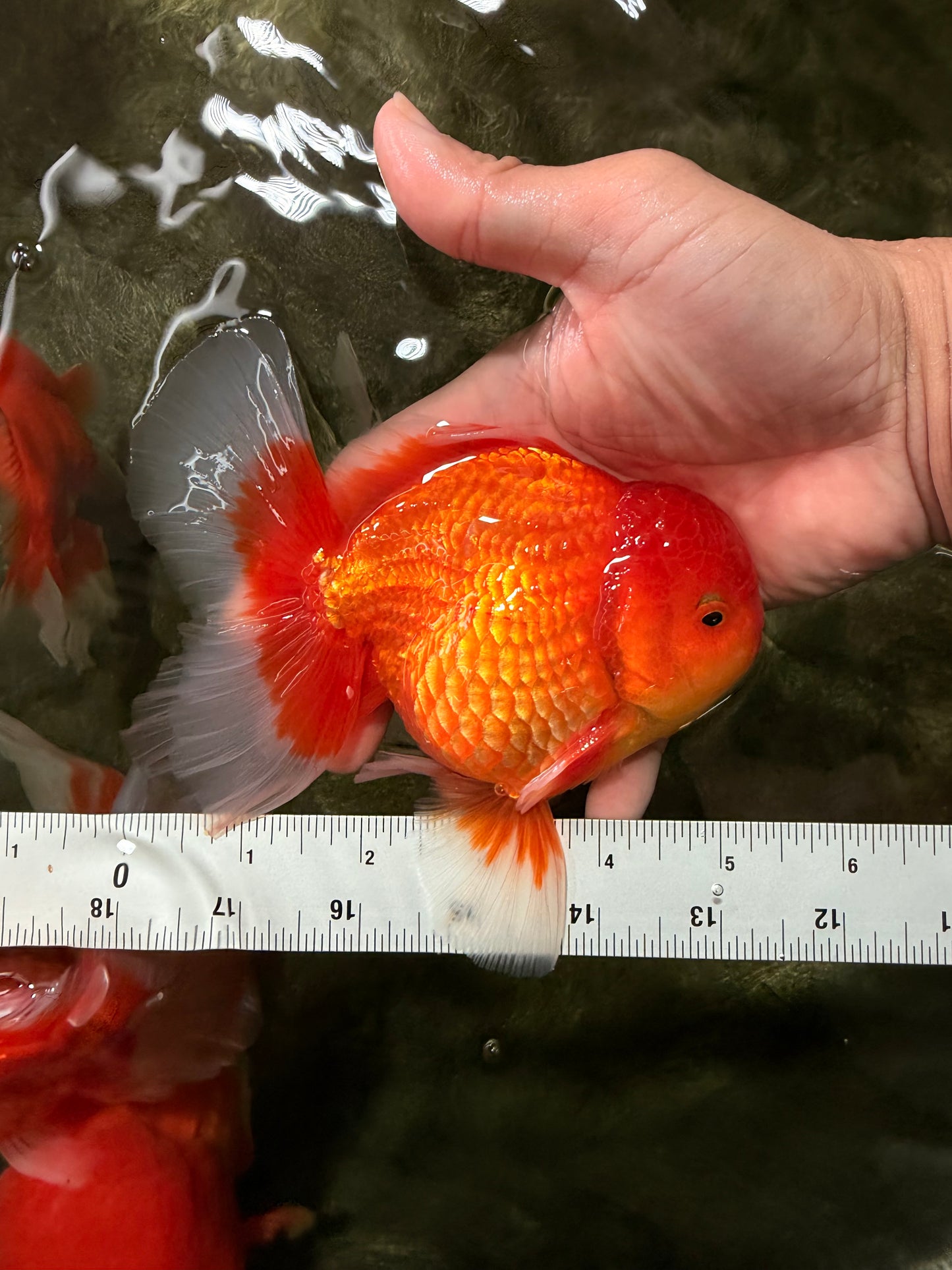 A Grade Strong Body Structure Red White Oranda Male 5-5.5 inches #062626OR_27