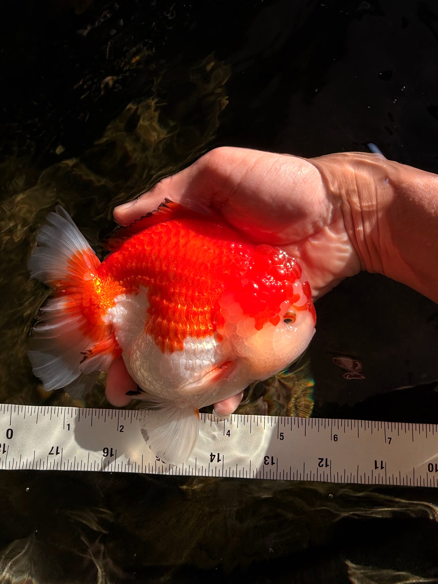 CHUBBY AAA Grade Red White Yuanbao Male 5.5 inches #050826YB_07