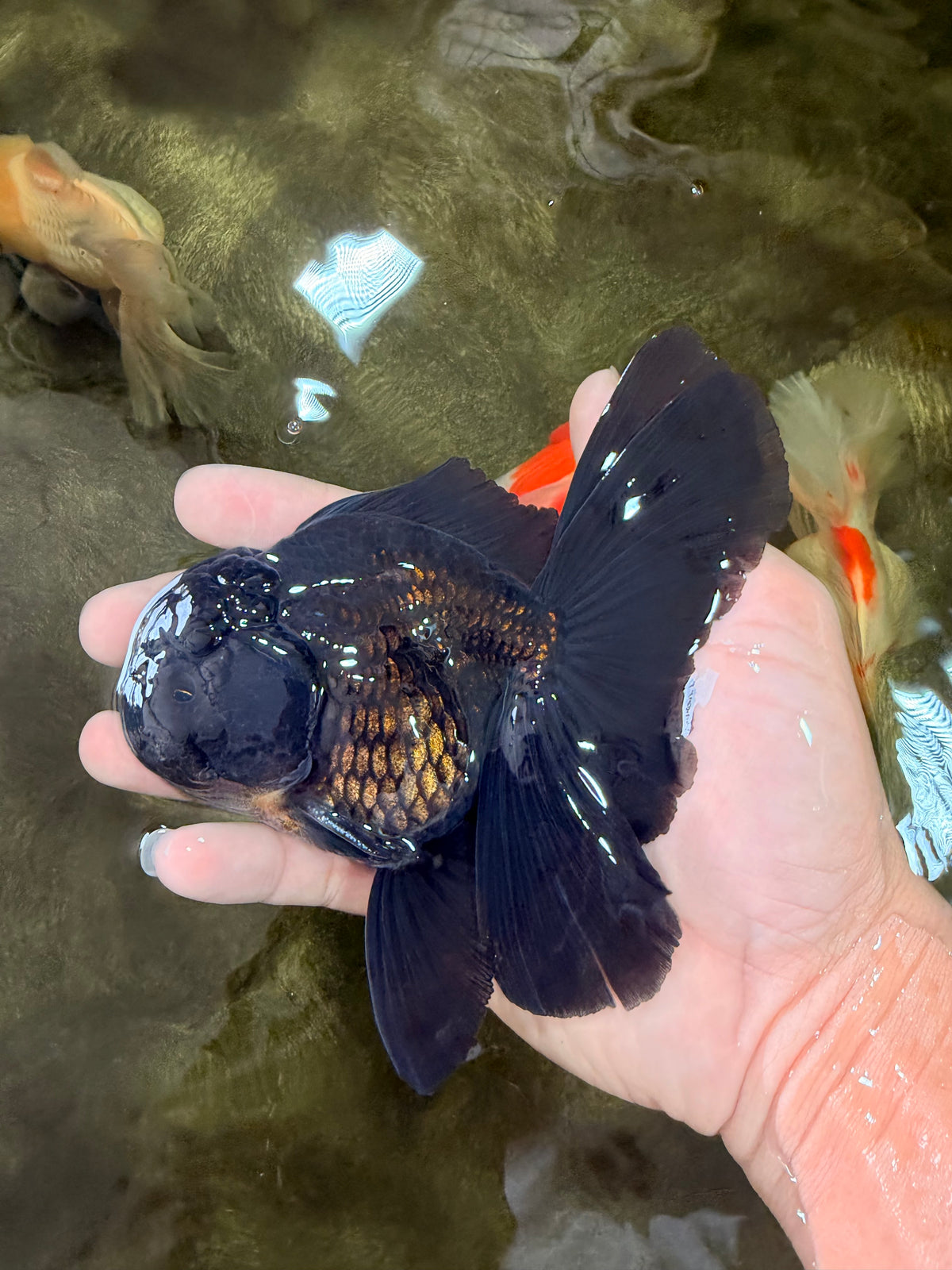 A Grade Black Oranda Male 5 inches #102326OR_13