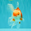 A Grade Red White Oranda Female 5.5 inches #061926OR_13