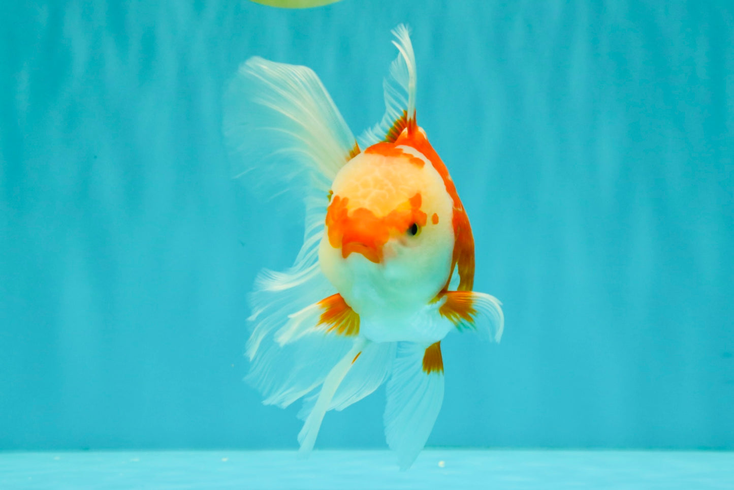 A Grade Red White Oranda Female 5.5 inches #061926OR_13