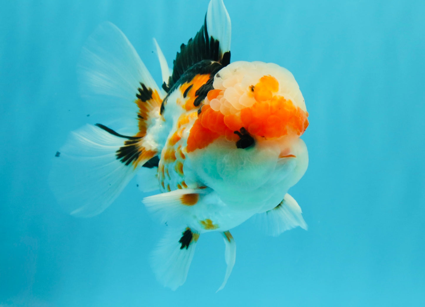 AAA Grade Tricolor Oranda Male 5.5 inches #030626OR_22