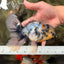 AAA Grade Long Tail White Marble Oranda Male 6.5-7 inches #062626OR_29