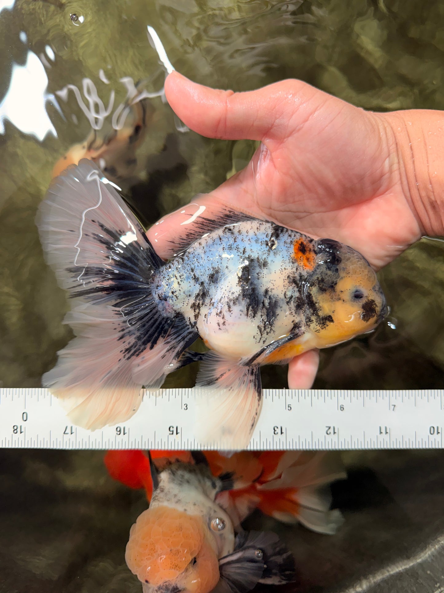 AAA Grade Long Tail White Marble Oranda Male 6.5-7 inches #062626OR_29