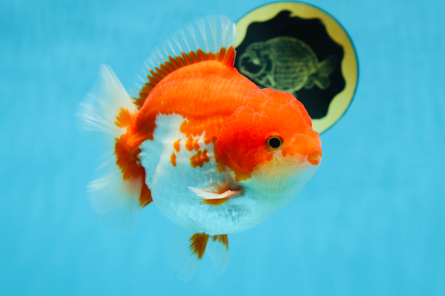 AAA Grade Red White Yuanbao Male 5-5.5 inches #081525YB_05