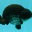 CHUBBY AAA Grade Platinum Black Blue Ranchu Male 5 inches #062626RC_09
