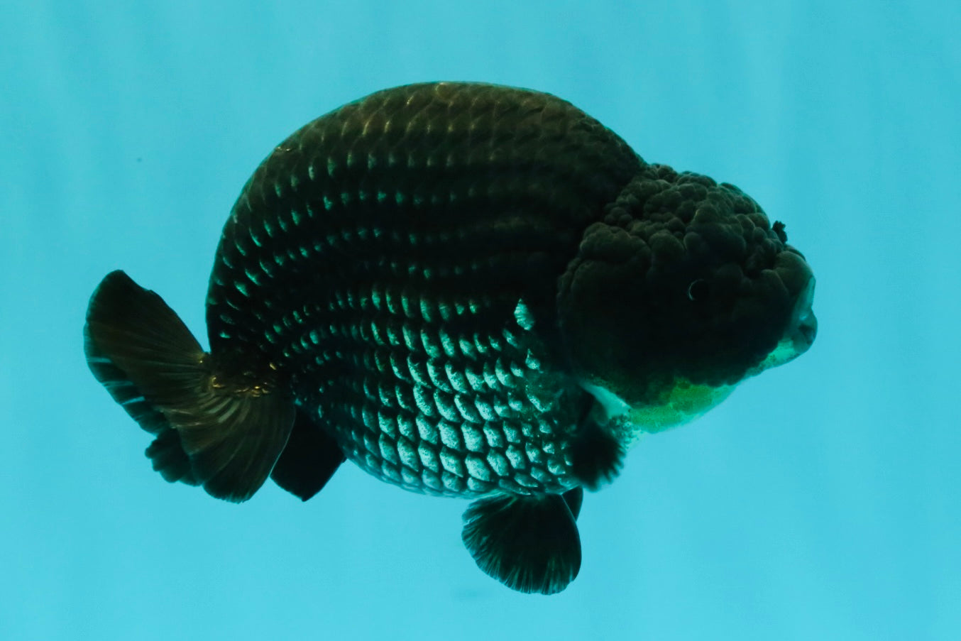 CHUBBY AAA Grade Platinum Black Blue Ranchu Male 5 inches #062626RC_09