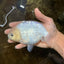 A Grade Snow White Sakura Ranchu Male 5.5 inches #110725RC_15