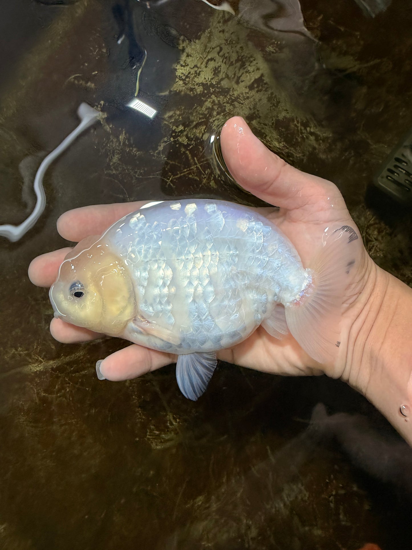 A Grade Snow White Sakura Ranchu Male 5.5 inches #110725RC_15