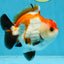CHONKY A Grade Tricolor Yuanbao Male 4.5 inches #110725YB_06