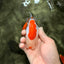 ADORABLE Kohaku Red White Lionchu Female 4 inches #081426LC_15