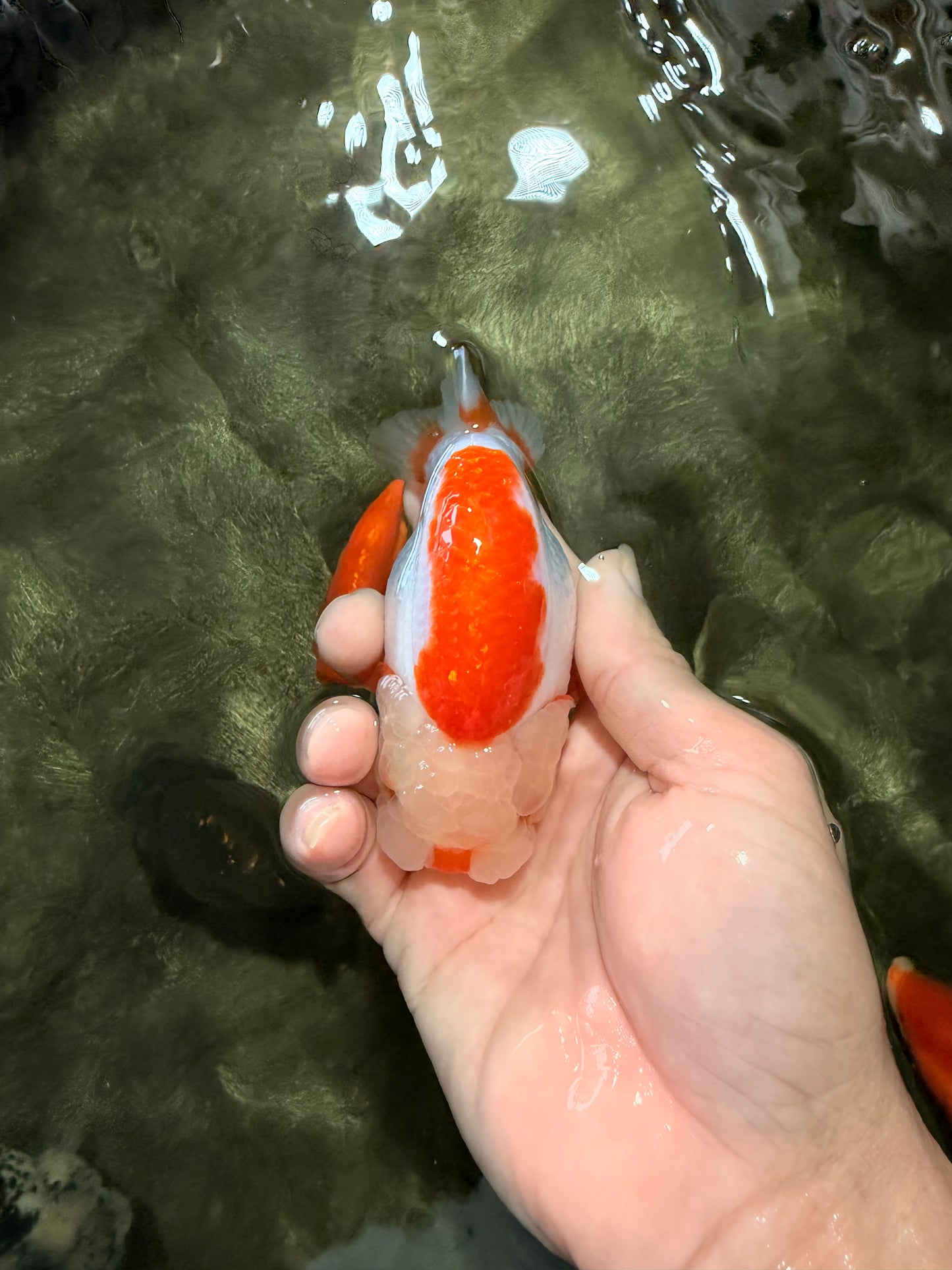 ADORABLE Kohaku Red White Lionchu Female 4 inches #081426LC_15