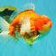 CHONKY AAA Grade Sakura Yuanbao Male 5-5.5 inches #100926YB_04