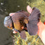AAA Grade Godzilla Black Copper Oranda Male 7 inches #032026OR_01