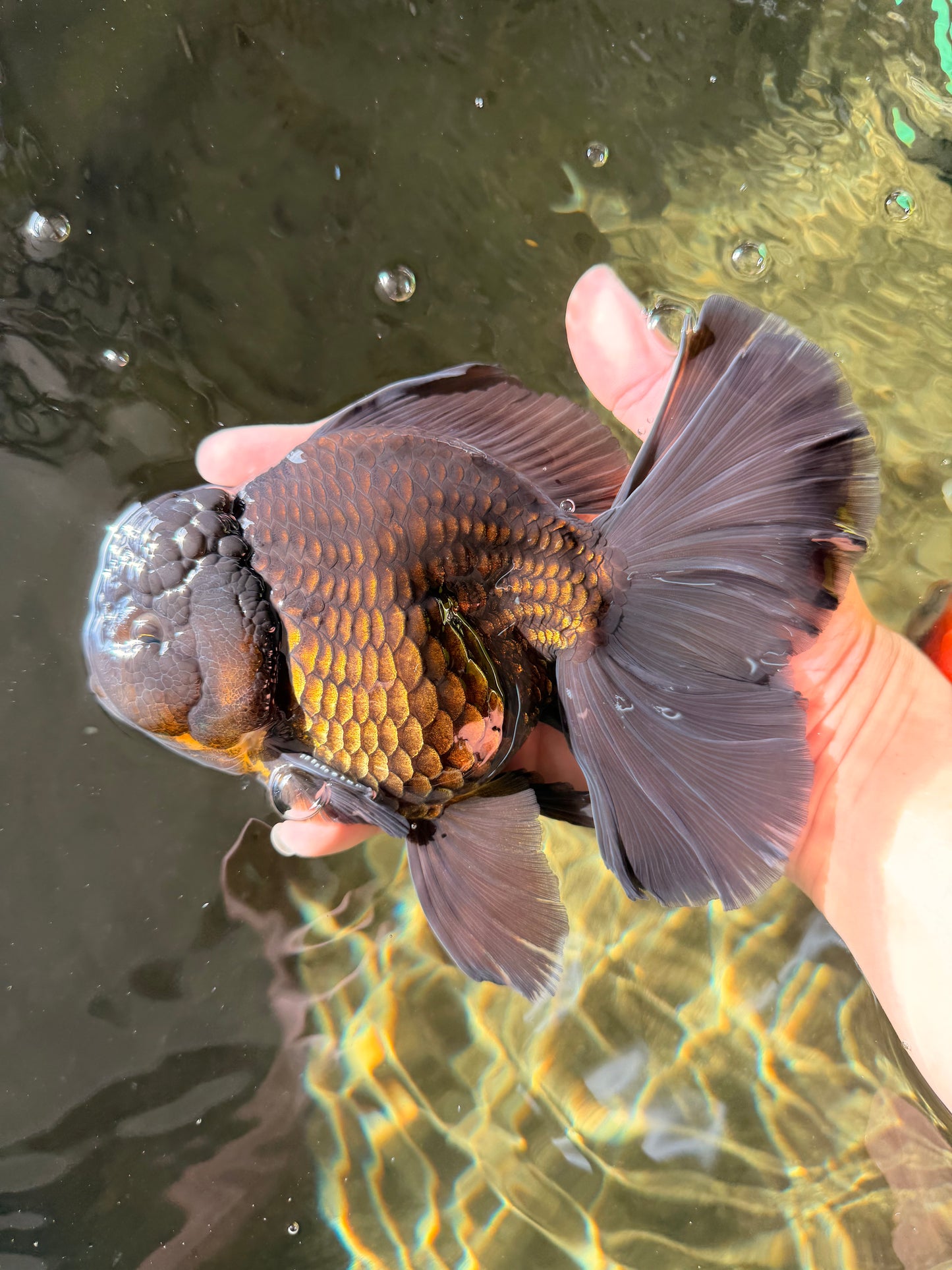 AAA Grade Godzilla Black Copper Oranda Male 7 inches #032026OR_01