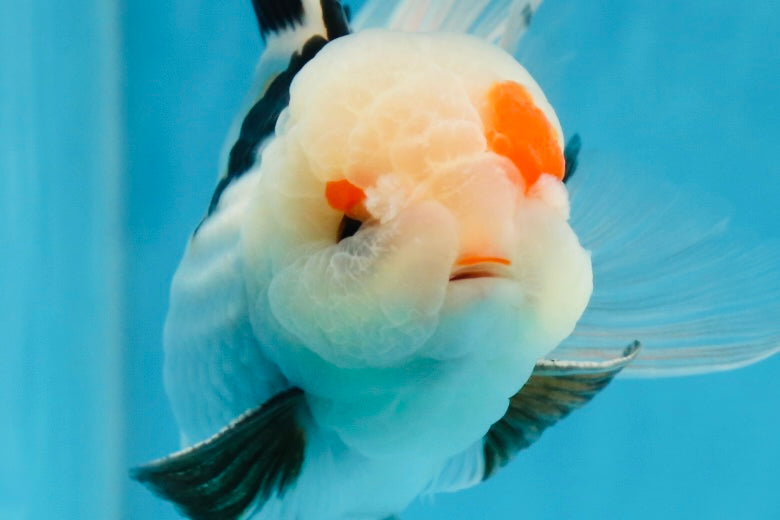 A Grade Tricolor Lipstick Kiss Button Eyes  Oranda Male 5.5 inches #020725OR_26