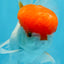 AAA Grade SUPER Red Cap Oranda Male 4.5 inches #051625OR_29