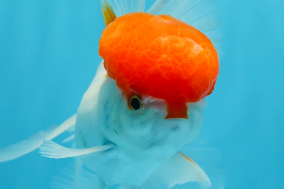AAA Grade SUPER Red Cap Oranda Male 4.5 inches #051625OR_29