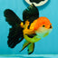 Tricolor Oranda Female 5.5 inches #111524OR_15