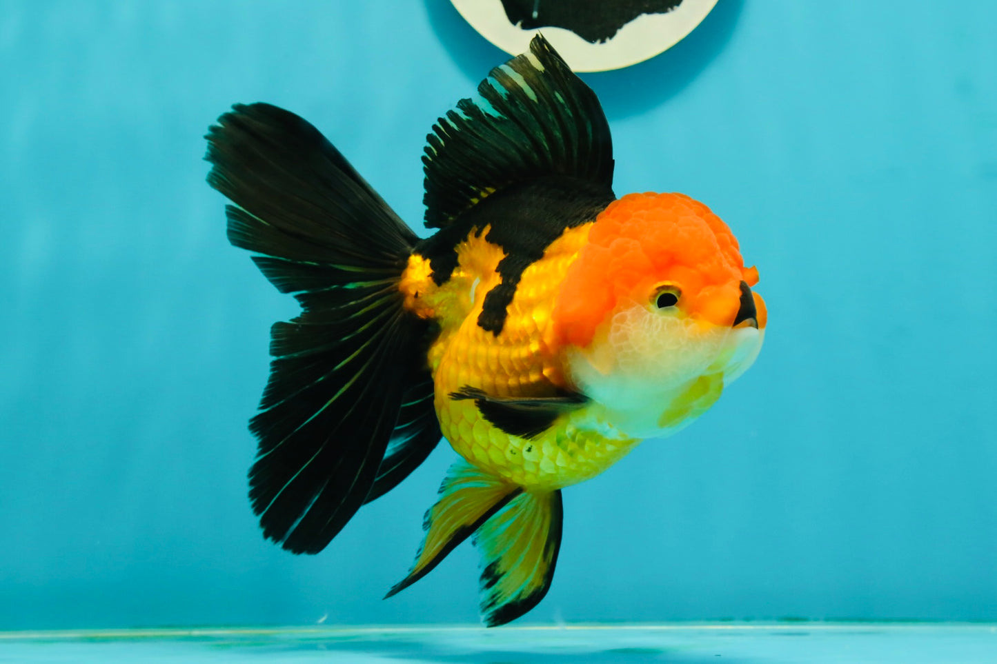 Tricolor Oranda Female 5.5 inches #111524OR_15