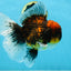 CHONKY AAA Grade Tiger Oranda Male 6 inches #102425OR_19