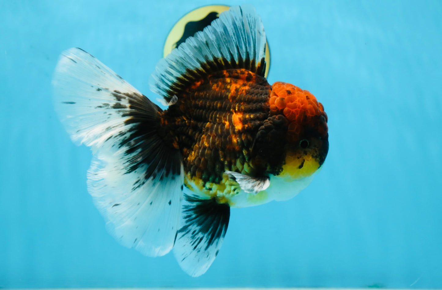 CHONKY AAA Grade Tiger Oranda Male 6 inches #102425OR_19