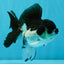 ELVIS Panda Oranda Female 5-5.5 inches #041026OR_07