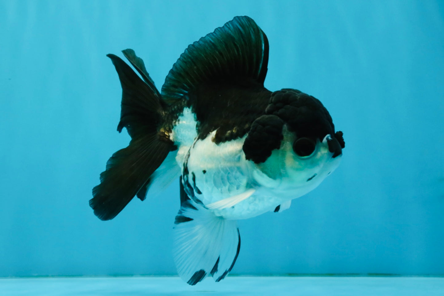 ELVIS Panda Oranda Female 5-5.5 inches #041026OR_07
