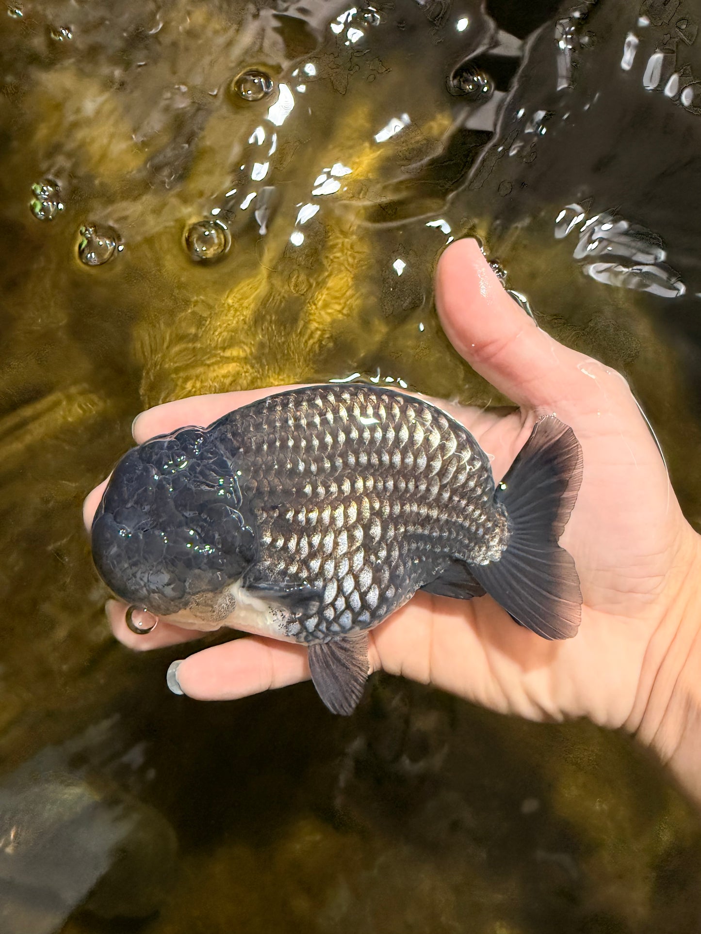 A Grade Black Blue LionKing 5 inches #103125LC_12