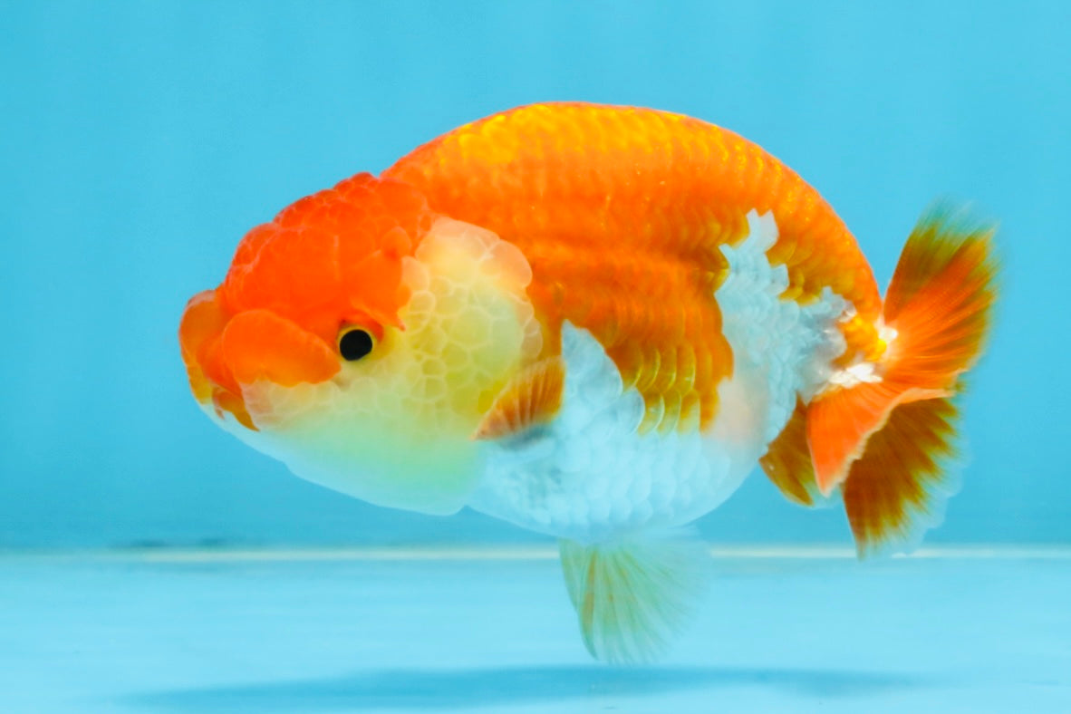 A Grade Red White LionQueen 4 inches #112125LC_06