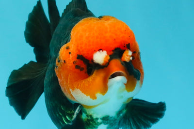 SUPER CUTE A Grade Pompom Red Head Tricolor Yuanbao Male 4.5-5 inches #031326YB_17