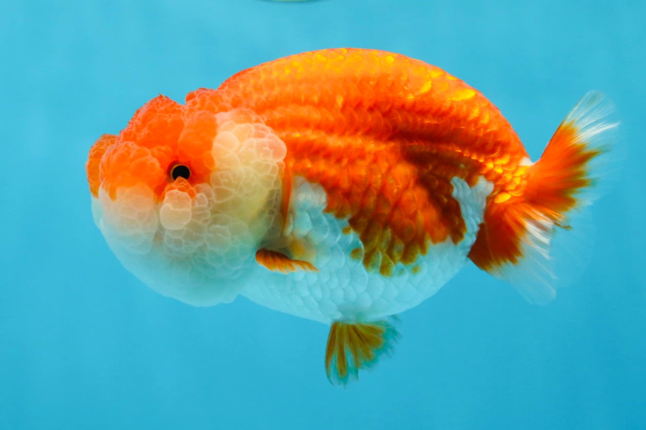 AAA Grade SUPER Red White LionQueen 4.5 inches #051625LC_35