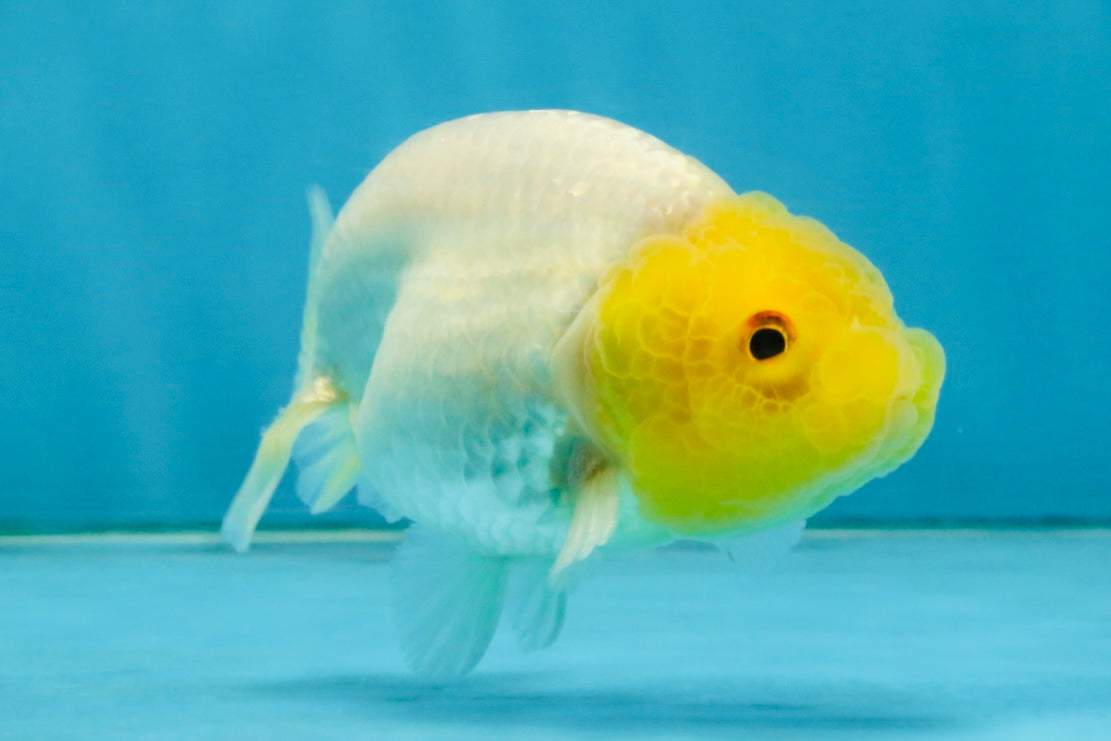 White Lionchu Female 3.5-4 inches #121225LC_14