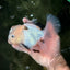 White Oranda Female 6-6.5 inches #032026OR_05