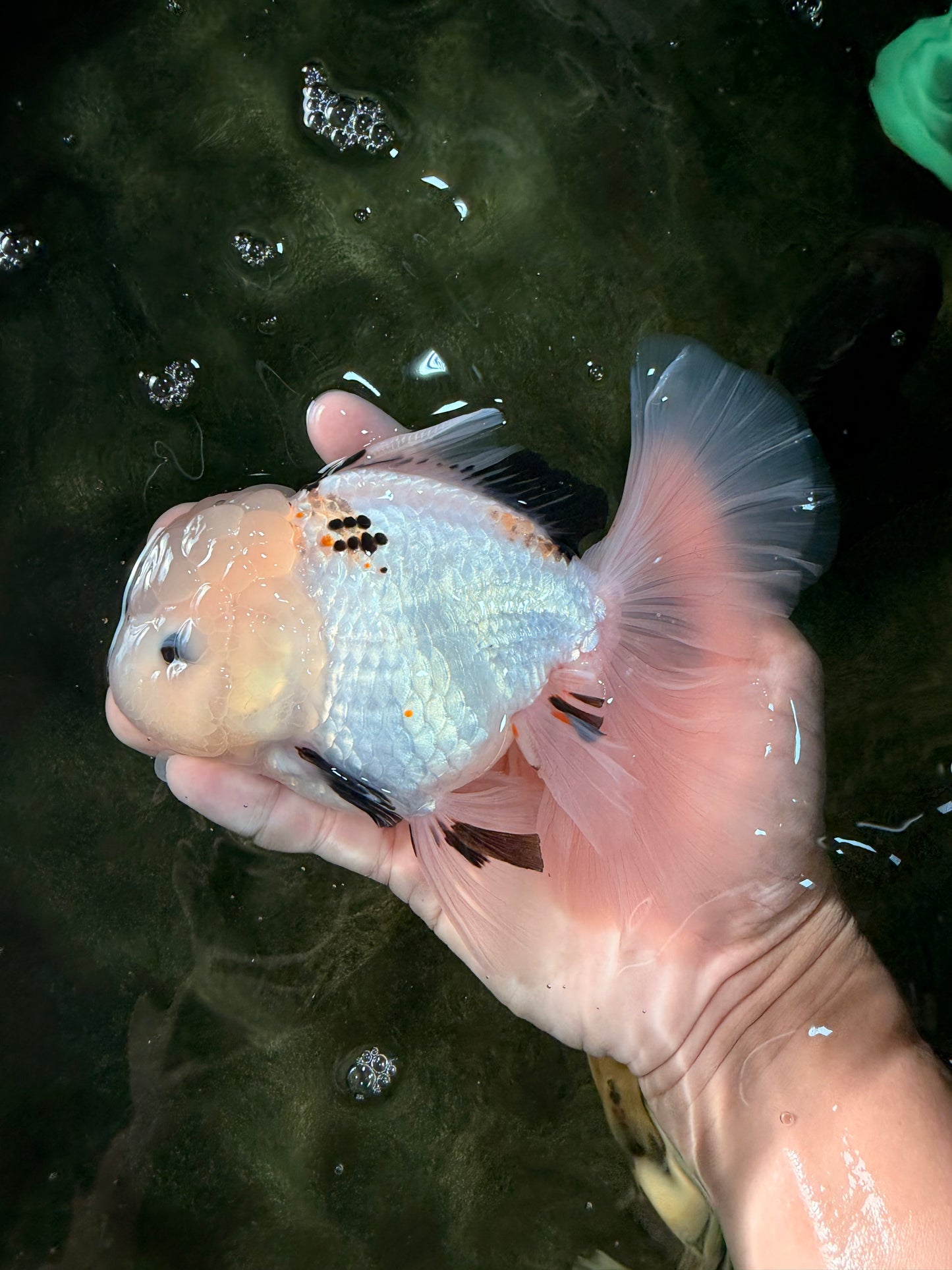 White Oranda Female 6-6.5 inches #032026OR_05