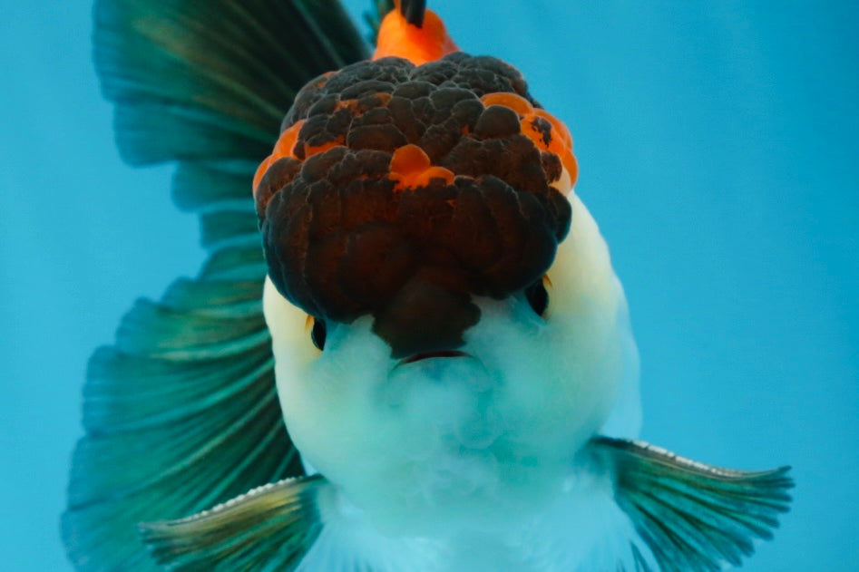 A Grade Tricolor Button Eyes Oranda Male 5-5.5 inches #080125OR_23