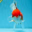A Grade Sakura Oranda Female 5.5  inches #071125OR_09