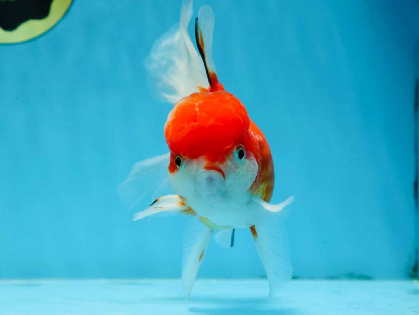 A Grade Sakura Oranda Female 5.5  inches #071125OR_09