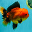 CHARLIE A Grade Apache Oranda Female 6-6.5 inches #080726OR_06