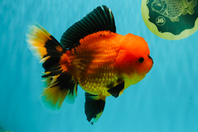 CHARLIE A Grade Apache Oranda Female 6-6.5 inches #080726OR_06