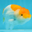 A Grade Orange White LionKing 5-5.5 inches #112924LC_09